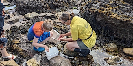 Rockpool Safari