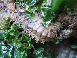 Imagem principal do evento Gower Society Youth Seaweed identification and rock pooling.