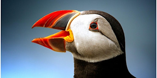 Puffins, life in the seabird cities of Scotland primary image