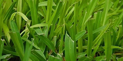 Lawns in Central Florida primary image