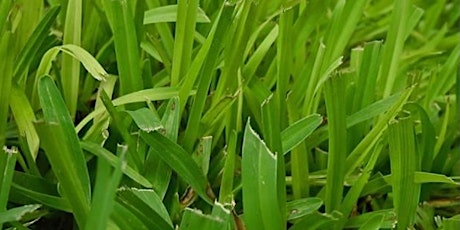 Image principale de Lawns in Central Florida