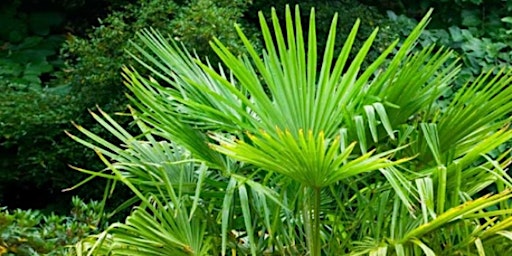 Palms in Central Florida primary image