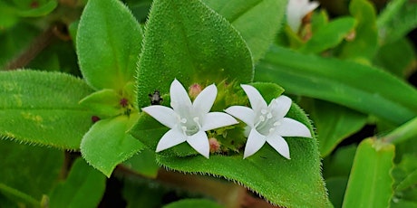 Lawn and Garden weeds