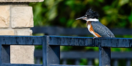 Birding at Kathryn Albertson Park