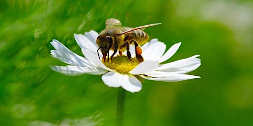 Image principale de Honeybees and pollinators