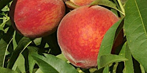 Fruit bearing plants in Central Florida primary image