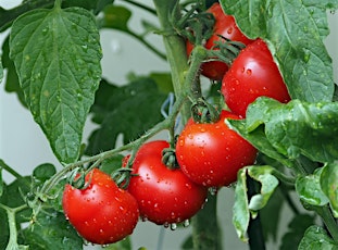 Grow with Us- In Person: Growing Great Tomatoes: Top Tips (Part 2)