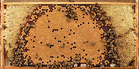 Basic beekeeping 201 Honeybees and bee health primary image