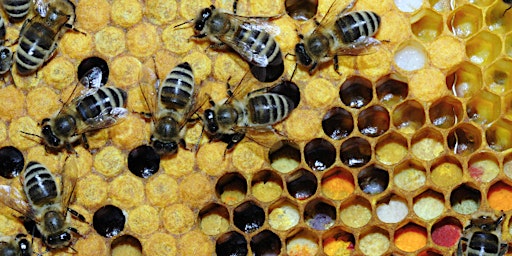 Basic beekeeping 301  Honeybee hive management primary image