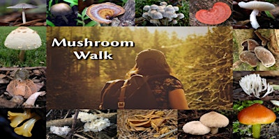 Primaire afbeelding van Mushroom Walk