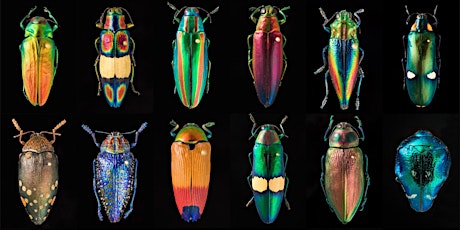 LSU Science Café: Insect Colors on Parade primary image