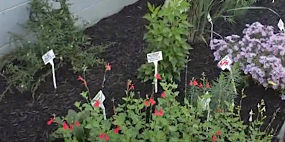 Hauptbild für Frederick County Master Gardener: Keystone Plants in a Pollinator Garden