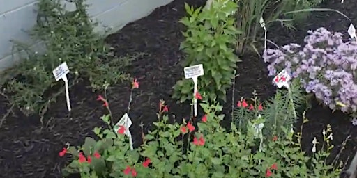 Imagem principal de Frederick County Master Gardener: Keystone Plants in a Pollinator Garden