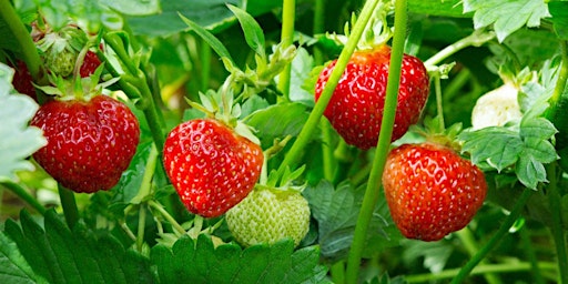 Grow Your Own Strawberries workshop  primärbild