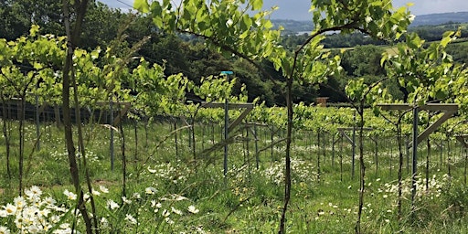 Immagine principale di Introduction to Biodynamic Winegrowing, Bristol - 1 Day Workshop 