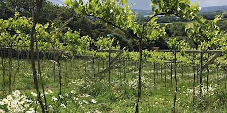 Introduction to Biodynamic Winegrowing, Bristol - 1 Day Workshop