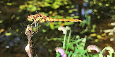 Hauptbild für Wildlife Wellbeing Walk, Sellers Wood Nature Reserve