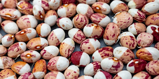 How to Save your Own Seeds: Harvesting and Storing  - Online talk primary image