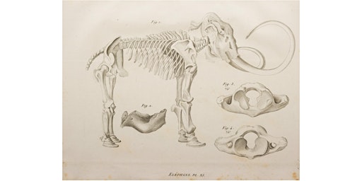 Out of Ice: the History of Frozen Mammoths and the Future of Climate Change  primärbild