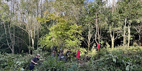 Image principale de Hazel Coppicing in a Young Woodland