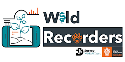 Wild+Recorders%3A+Bumblebees+and+Reptiles