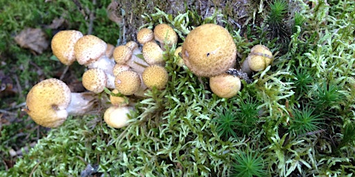 Hauptbild für Initiation à la cueillette de champignons sauvages, niveau 2