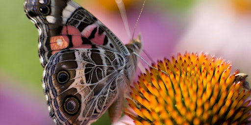 Hauptbild für Creating a Pollinator Garden