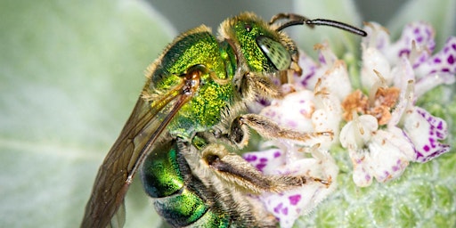 Image principale de Surprising Native Bees in Pinellas County