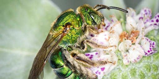 Imagem principal do evento Surprising Native Bees in Pinellas County