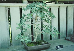 Imagem principal do evento Bonsai with Native Plants