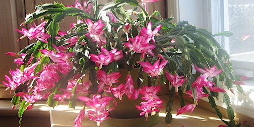Image principale de Festive Holiday Plants