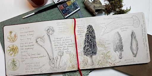 From Drawing to Painting: Botanical Art as a Process primary image