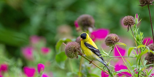 Gardening for Birds: Know, Sow, and Grow primary image