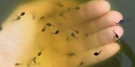 Tadpole Transformations 2024 primary image