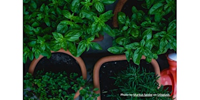 Immagine principale di Frederick County Master Gardener: Growing Herbs Here & There 