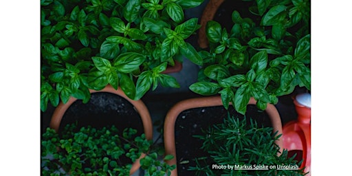 Imagem principal do evento Frederick County Master Gardener: Growing Herbs Here & There