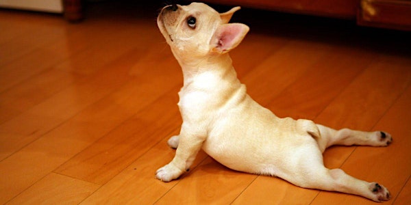 Puppy Yoga on the Westside!