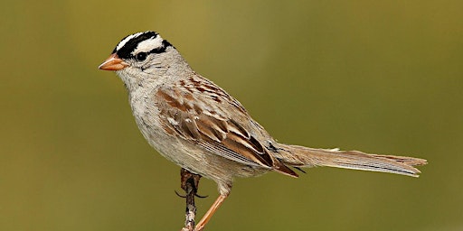 Imagem principal do evento 2024 Birding- An Introduction to Ornithology