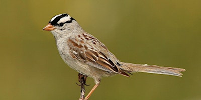 2024+Birding-+An+Introduction+to+Ornithology