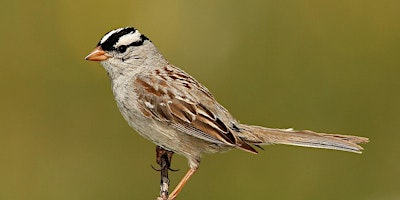 Primaire afbeelding van 2024 Birding- An Introduction to Ornithology