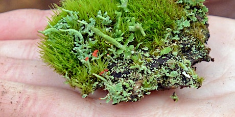 Imagen principal de Winter Skills of a Naturalist:  Taking a Lichen to Epiphytes