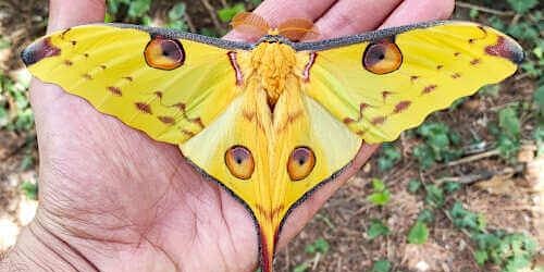 Giant Comet Moth Pinning Class primary image