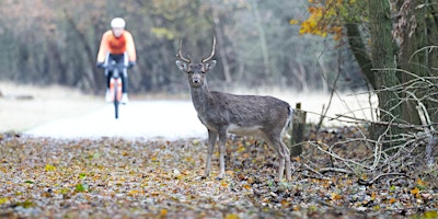 Immagine principale di Start-up Founders Lunchtime Bike Ride + Coffee Social Richmond Park 