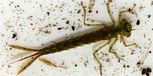 Pond Dipping: What Lives in the Pond? primary image