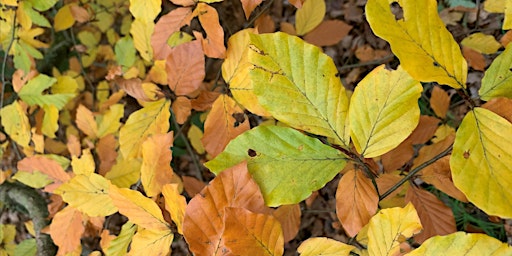 Imagem principal do evento Guided Walks at Knettishall Heath (P6P 2816)