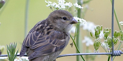 Imagem principal do evento Wild Walks: dawn chorus (P6P 2816)