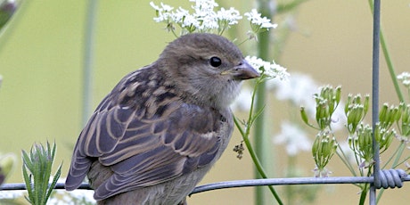 Wild Walks: dawn chorus (P6P 2816)