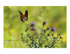 Frederick County Master Gardener: Pollinators Love Herbs