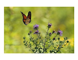 Frederick County Master Gardener: Pollinators Love Herbs  primärbild