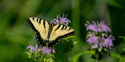 Primaire afbeelding van Butterfly ID for Beginners